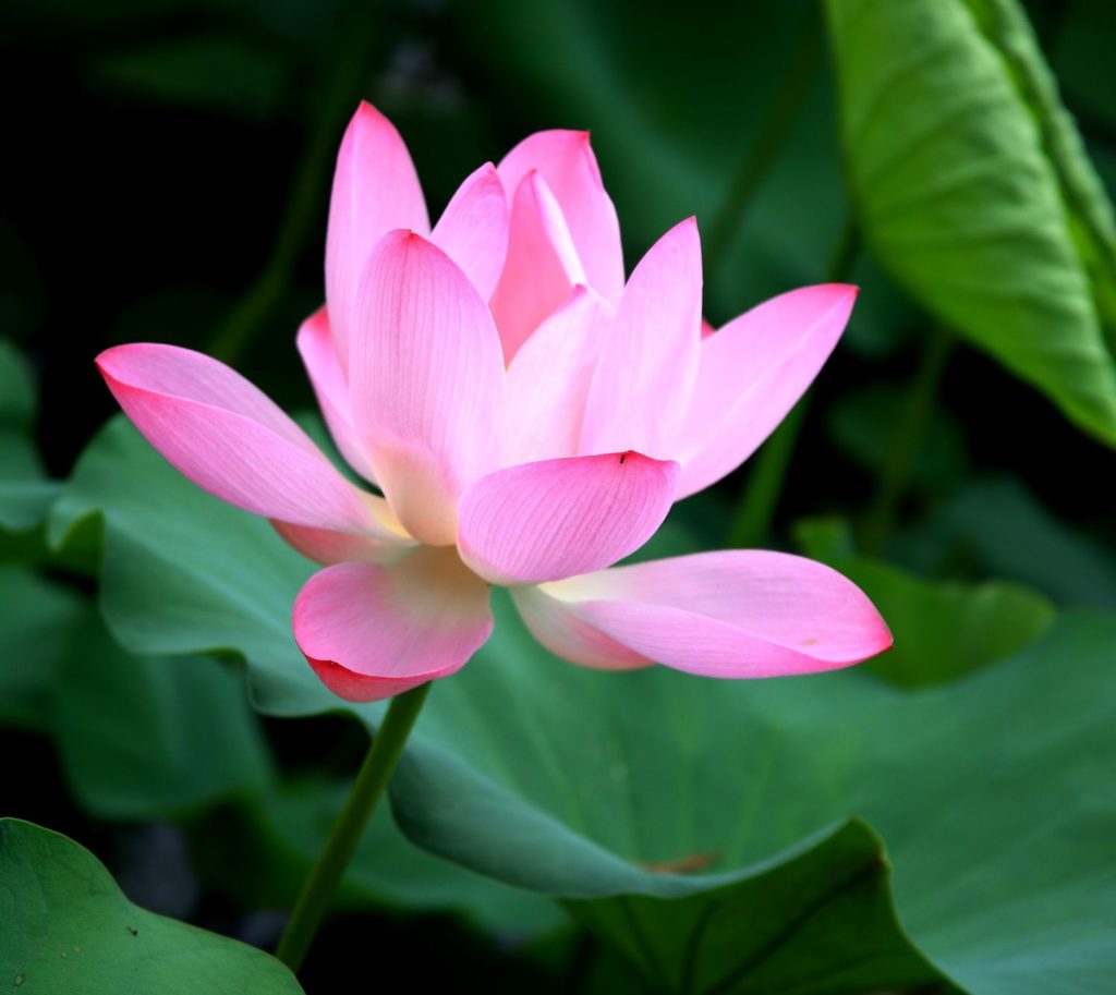 beautiful-pink-lotus-flower