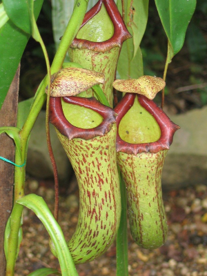carnivorous plant in Thailand