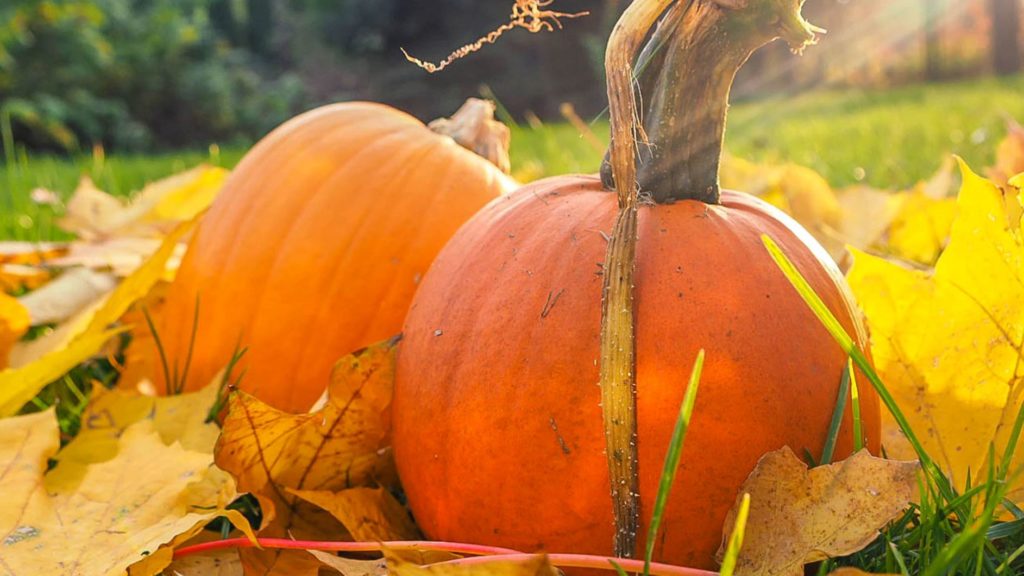 autumn-pumpkins